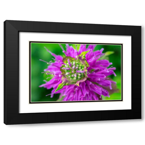 Beebalm Black Modern Wood Framed Art Print with Double Matting by Engelbrecht, Lisa S.