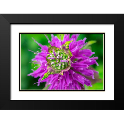 Beebalm Black Modern Wood Framed Art Print with Double Matting by Engelbrecht, Lisa S.