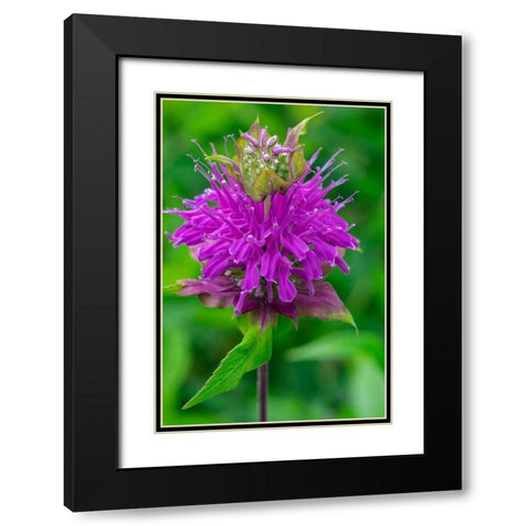 Beebalm Black Modern Wood Framed Art Print with Double Matting by Engelbrecht, Lisa S.