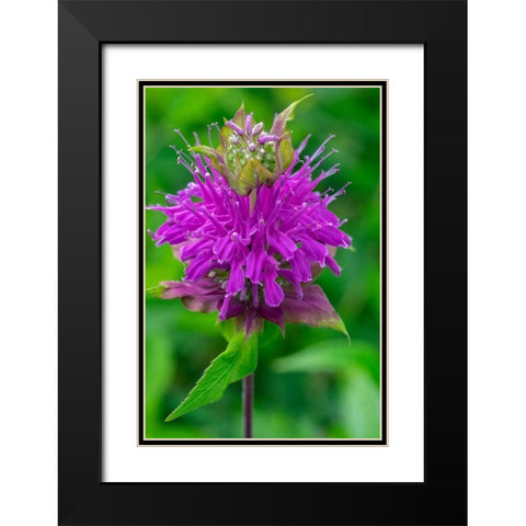 Beebalm Black Modern Wood Framed Art Print with Double Matting by Engelbrecht, Lisa S.