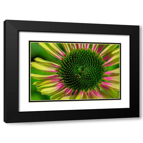 Coneflower Black Modern Wood Framed Art Print with Double Matting by Engelbrecht, Lisa S.
