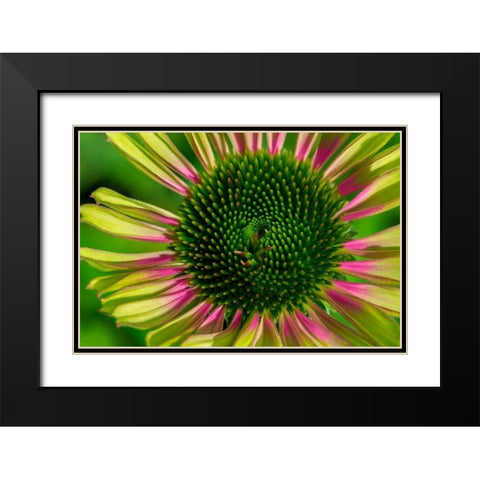 Coneflower Black Modern Wood Framed Art Print with Double Matting by Engelbrecht, Lisa S.