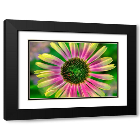 Coneflower Black Modern Wood Framed Art Print with Double Matting by Engelbrecht, Lisa S.