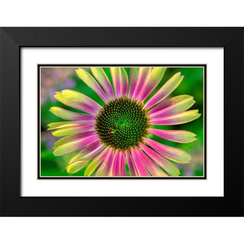Coneflower Black Modern Wood Framed Art Print with Double Matting by Engelbrecht, Lisa S.