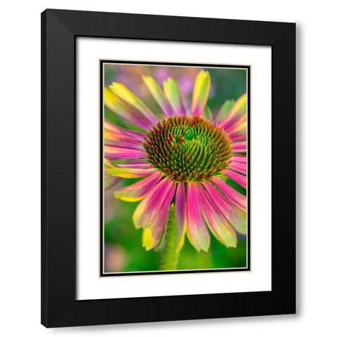 Coneflower Black Modern Wood Framed Art Print with Double Matting by Engelbrecht, Lisa S.