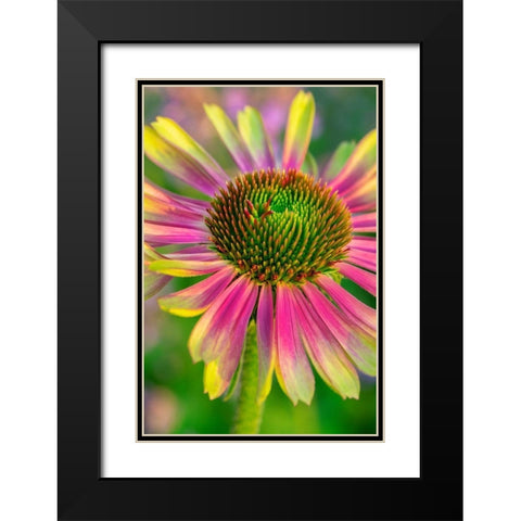 Coneflower Black Modern Wood Framed Art Print with Double Matting by Engelbrecht, Lisa S.