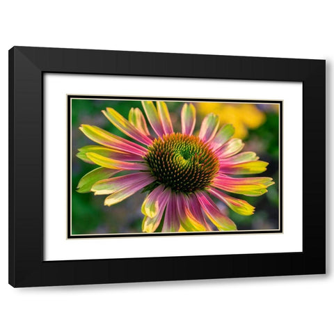 Coneflower Black Modern Wood Framed Art Print with Double Matting by Engelbrecht, Lisa S.