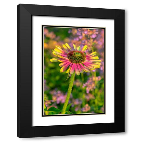 Coneflower Black Modern Wood Framed Art Print with Double Matting by Engelbrecht, Lisa S.