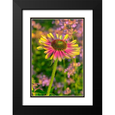 Coneflower Black Modern Wood Framed Art Print with Double Matting by Engelbrecht, Lisa S.