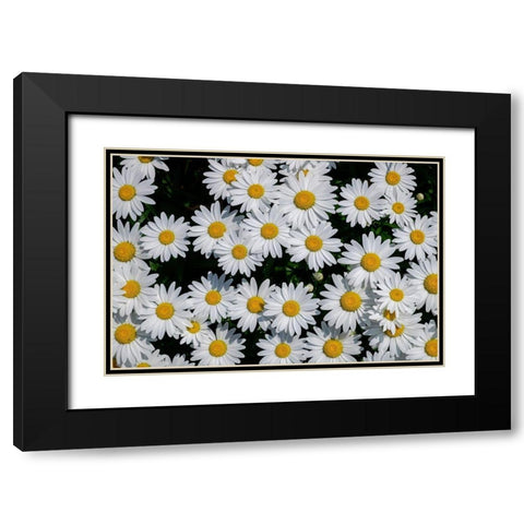 Oxeye Daisy Black Modern Wood Framed Art Print with Double Matting by Engelbrecht, Lisa S.