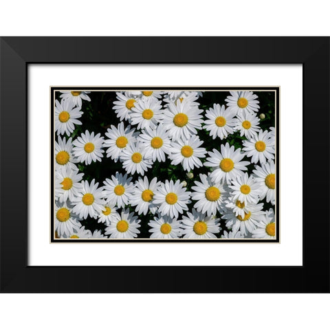 Oxeye Daisy Black Modern Wood Framed Art Print with Double Matting by Engelbrecht, Lisa S.