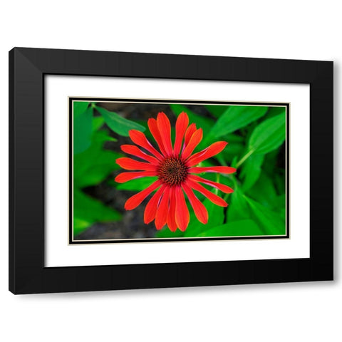 Coneflower Black Modern Wood Framed Art Print with Double Matting by Engelbrecht, Lisa S.