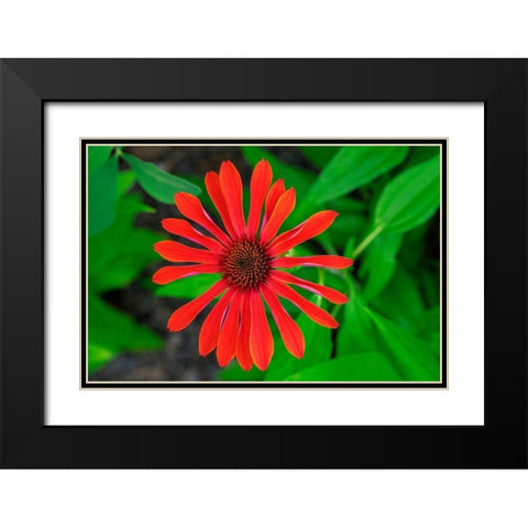 Coneflower Black Modern Wood Framed Art Print with Double Matting by Engelbrecht, Lisa S.