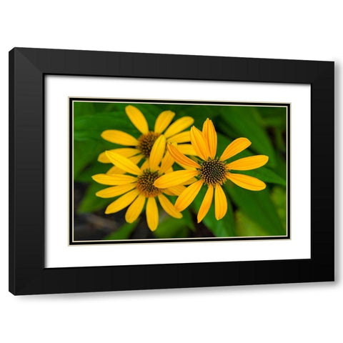 Coneflower Black Modern Wood Framed Art Print with Double Matting by Engelbrecht, Lisa S.