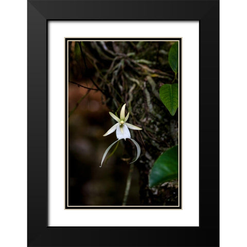 A rare Ghost orchid grows only in swamps in south Florida Black Modern Wood Framed Art Print with Double Matting by Richardson, Larry