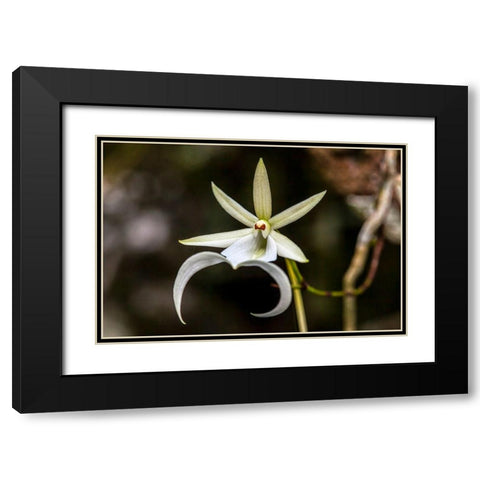 A rare Ghost orchid grows only in swamps in south Florida Black Modern Wood Framed Art Print with Double Matting by Richardson, Larry