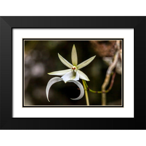 A rare Ghost orchid grows only in swamps in south Florida Black Modern Wood Framed Art Print with Double Matting by Richardson, Larry