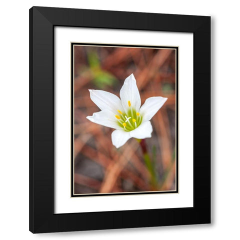 Rain lilies are one of the first flowers to emerge after a forest fire Black Modern Wood Framed Art Print with Double Matting by Richardson, Larry