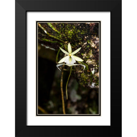 A rare Ghost orchid grows only in swamps in south Florida Black Modern Wood Framed Art Print with Double Matting by Richardson, Larry
