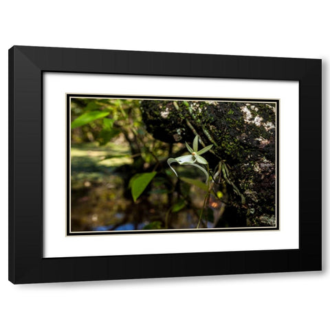 A rare Ghost orchid grows only in swamps in south Florida Black Modern Wood Framed Art Print with Double Matting by Richardson, Larry