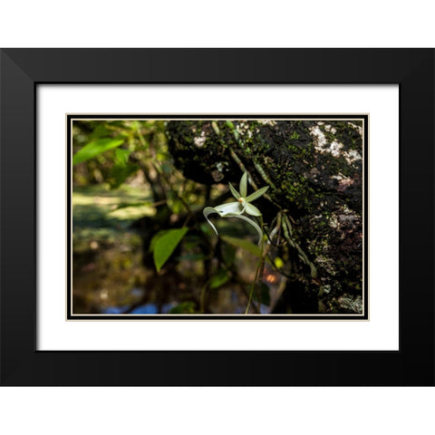 A rare Ghost orchid grows only in swamps in south Florida Black Modern Wood Framed Art Print with Double Matting by Richardson, Larry