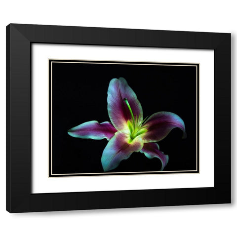 A Stargazer Lily against black background-light painted Black Modern Wood Framed Art Print with Double Matting by Haddad, Sheila