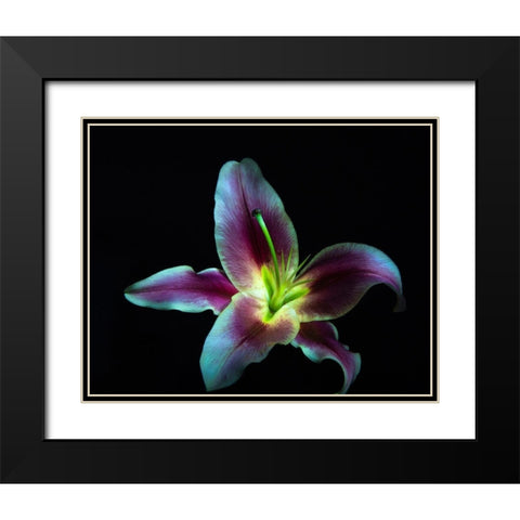 A Stargazer Lily against black background-light painted Black Modern Wood Framed Art Print with Double Matting by Haddad, Sheila