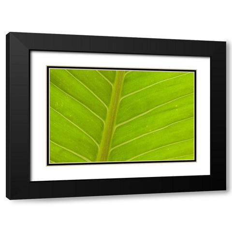 Close-up of veins in a green leaf Black Modern Wood Framed Art Print with Double Matting by Haseltine, Tom
