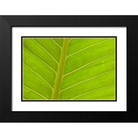 Close-up of veins in a green leaf Black Modern Wood Framed Art Print with Double Matting by Haseltine, Tom