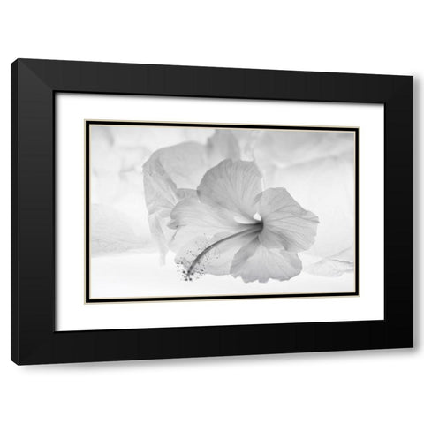 Hibiscus Flower and Tissue Paper with Light Black Modern Wood Framed Art Print with Double Matting by Beraldo, Zandina Muench