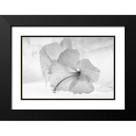 Hibiscus Flower and Tissue Paper with Light Black Modern Wood Framed Art Print with Double Matting by Beraldo, Zandina Muench
