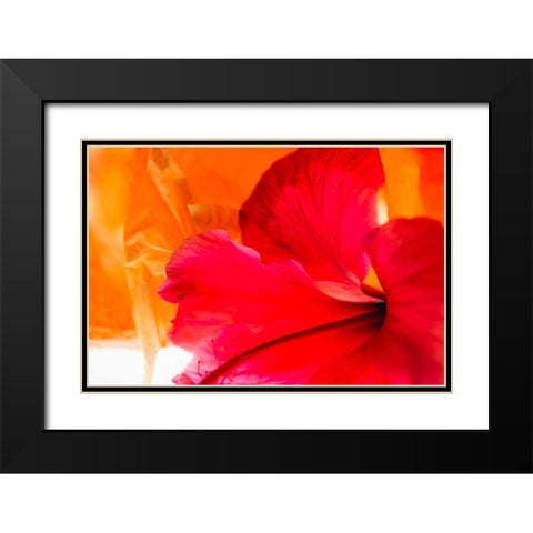 Hibiscus Flower and Tissue Paper with Light Black Modern Wood Framed Art Print with Double Matting by Beraldo, Zandina Muench
