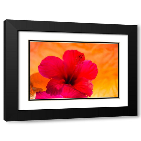 Hibiscus Flower and Tissue Paper with Light Black Modern Wood Framed Art Print with Double Matting by Beraldo, Zandina Muench