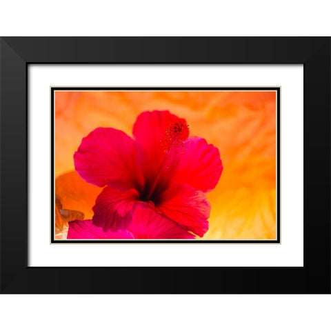 Hibiscus Flower and Tissue Paper with Light Black Modern Wood Framed Art Print with Double Matting by Beraldo, Zandina Muench