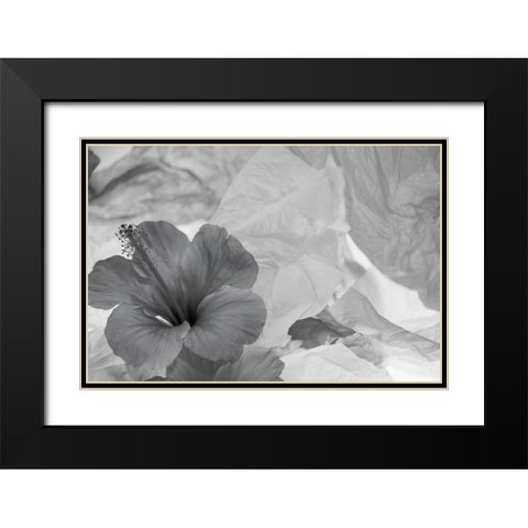 Hibiscus Flower and Tissue Paper with Light Black Modern Wood Framed Art Print with Double Matting by Beraldo, Zandina Muench