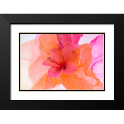 Hibiscus Flower and Tissue Paper with Light Black Modern Wood Framed Art Print with Double Matting by Beraldo, Zandina Muench