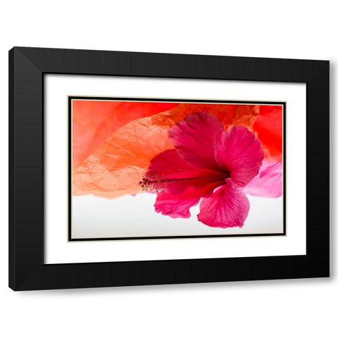Hibiscus Flower and Tissue Paper with Light Black Modern Wood Framed Art Print with Double Matting by Beraldo, Zandina Muench