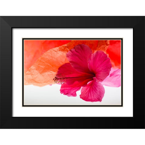 Hibiscus Flower and Tissue Paper with Light Black Modern Wood Framed Art Print with Double Matting by Beraldo, Zandina Muench
