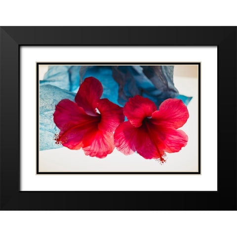 Hibiscus Flower and Tissue Paper with Light Black Modern Wood Framed Art Print with Double Matting by Beraldo, Zandina Muench