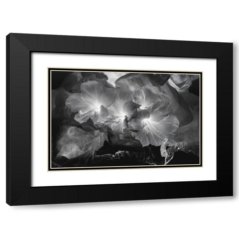 Hibiscus Flower and Tissue Paper with Light Black Modern Wood Framed Art Print with Double Matting by Beraldo, Zandina Muench