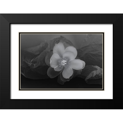 Black and white flower Black Modern Wood Framed Art Print with Double Matting by Beraldo, Zandina Muench