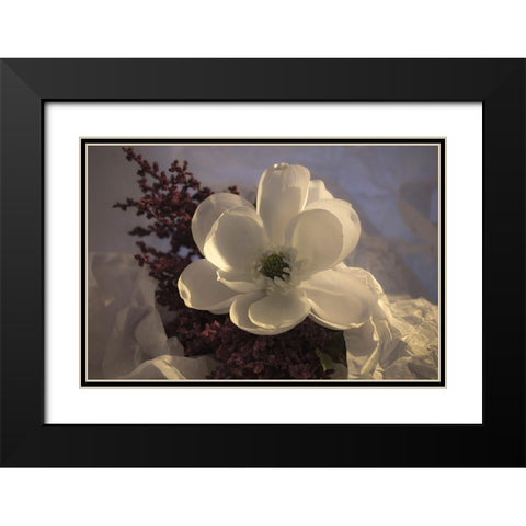 Close-up of flower Black Modern Wood Framed Art Print with Double Matting by Beraldo, Zandina Muench