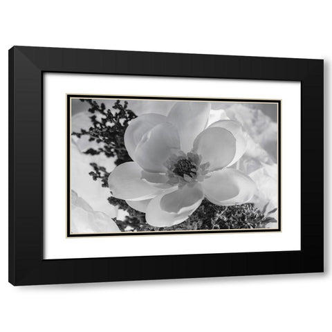 Close-up of flower Black Modern Wood Framed Art Print with Double Matting by Beraldo, Zandina Muench
