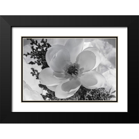 Close-up of flower Black Modern Wood Framed Art Print with Double Matting by Beraldo, Zandina Muench