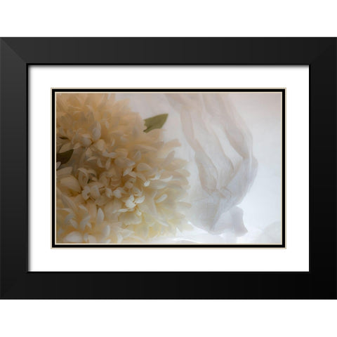 Close-up of flower Black Modern Wood Framed Art Print with Double Matting by Beraldo, Zandina Muench