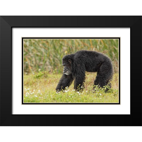 Adult male Chimpanzee-Pan troglodytes Black Modern Wood Framed Art Print with Double Matting by Jones, Adam