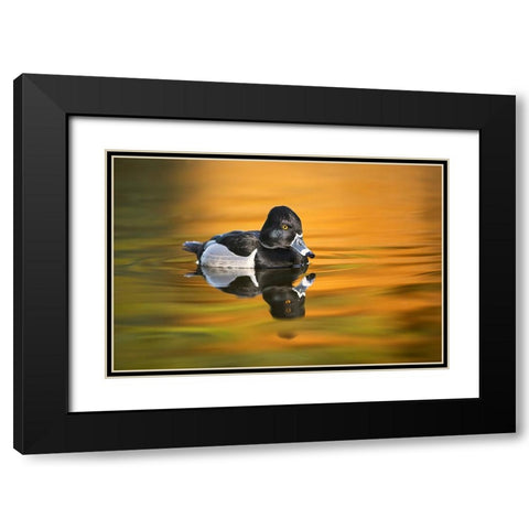Ring-necked duck Black Modern Wood Framed Art Print with Double Matting by Jones, Adam