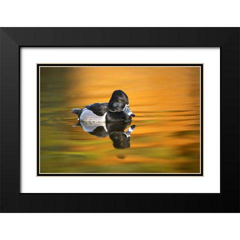 Ring-necked duck Black Modern Wood Framed Art Print with Double Matting by Jones, Adam