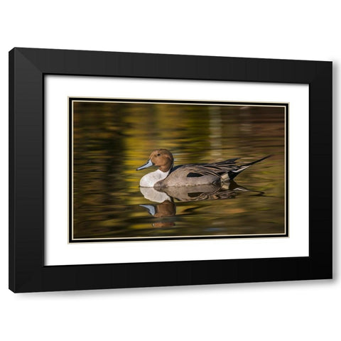 Pintail duck Black Modern Wood Framed Art Print with Double Matting by Jones, Adam