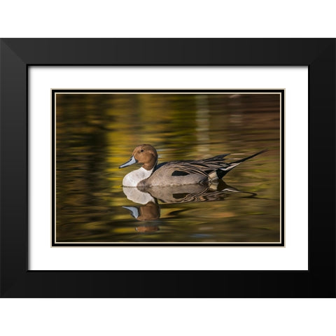 Pintail duck Black Modern Wood Framed Art Print with Double Matting by Jones, Adam